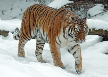 10 Once-Majestic Species We Could Still Bring Back Through Science